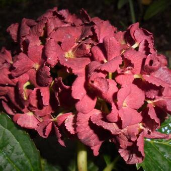 Hydrangea macr. 'Rembrandt'  in kleuren