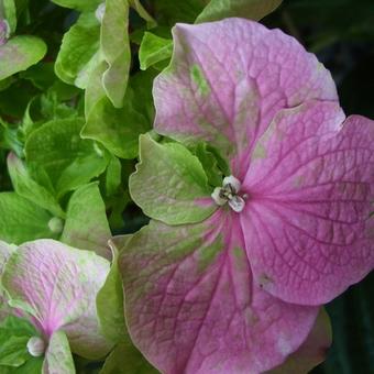Hydrangea macr. 'Rosita' Hydrangea macr. 'Rosita'