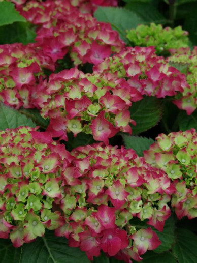 Hydrangea macr. 'Royal Red' Hydrangea macr. 'Royal Red'