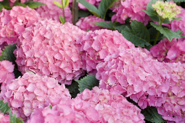 Hydrangea macr. 'Schone Bautznerin' Hydrangea macr. 'Schone Bautznerin'