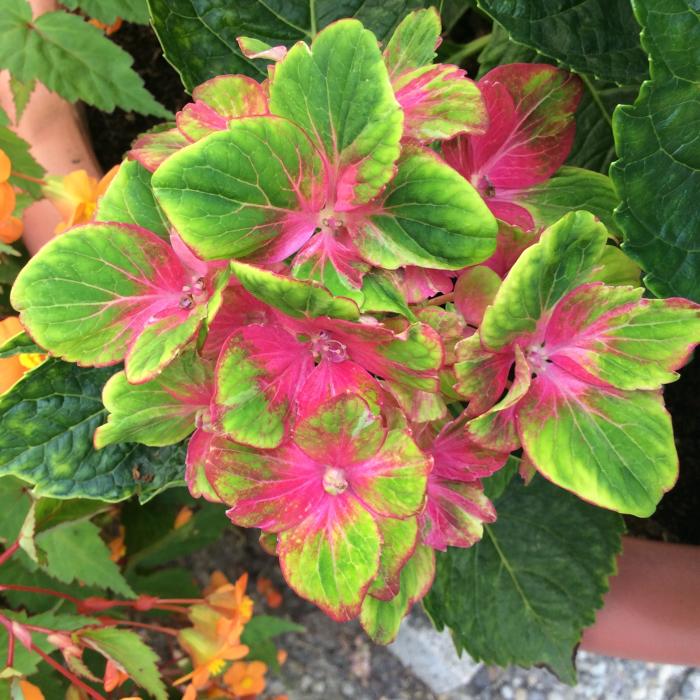 Hydrangea macr. 'Schloss Wackerbarth' ® Hydrangea macr. 'Schloss Wackerbarth' ®