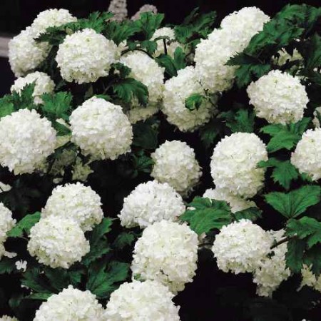 Hydrangea macr. 'Sneeuwbal' Hydrangea macr. 'Sneeuwbal'