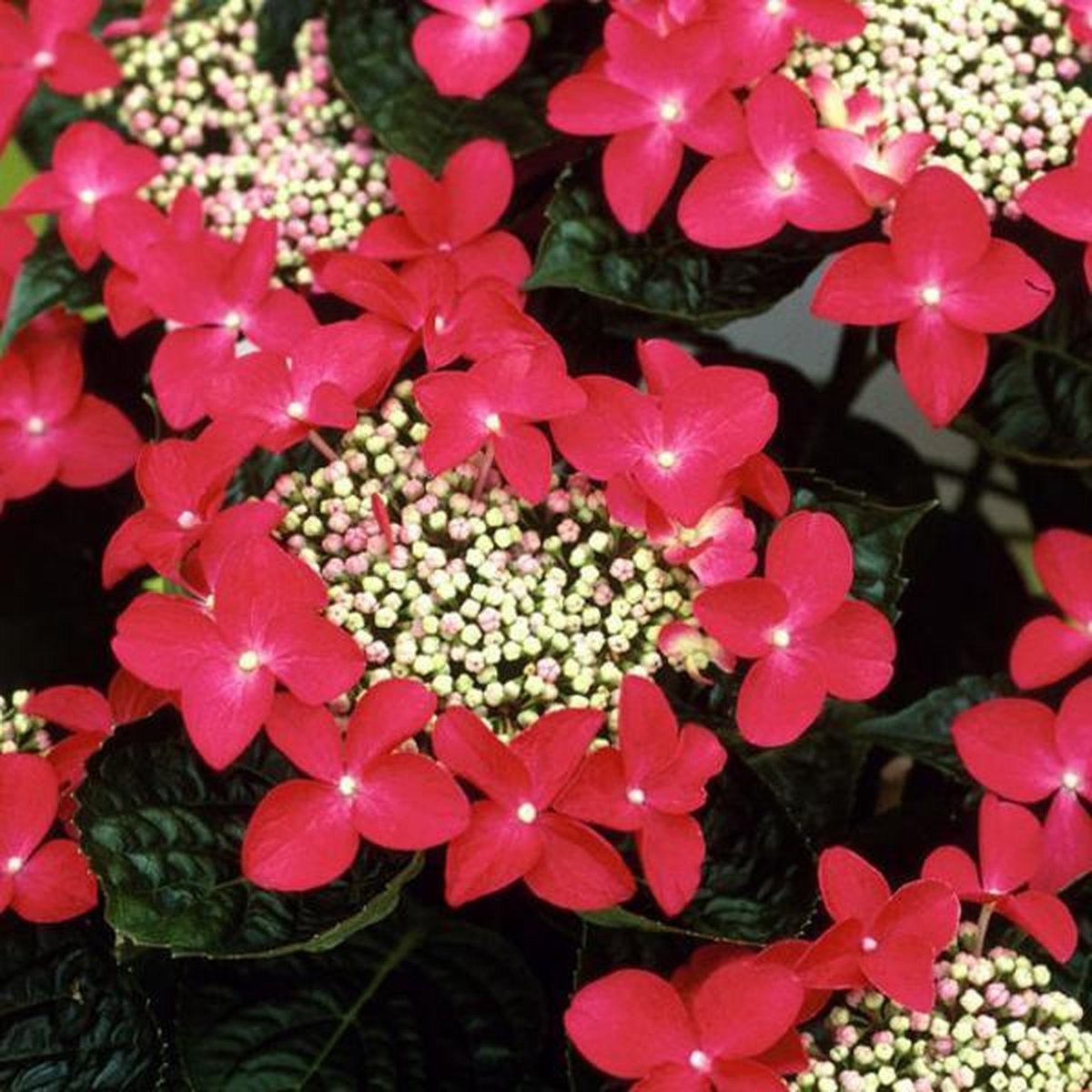 Hydrangea macr. 'Teller Red''