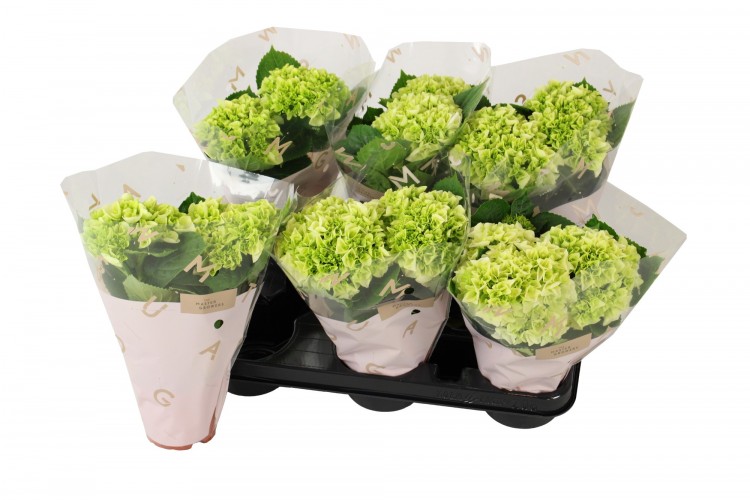 Hydrangea macrophylla 'Wudu'