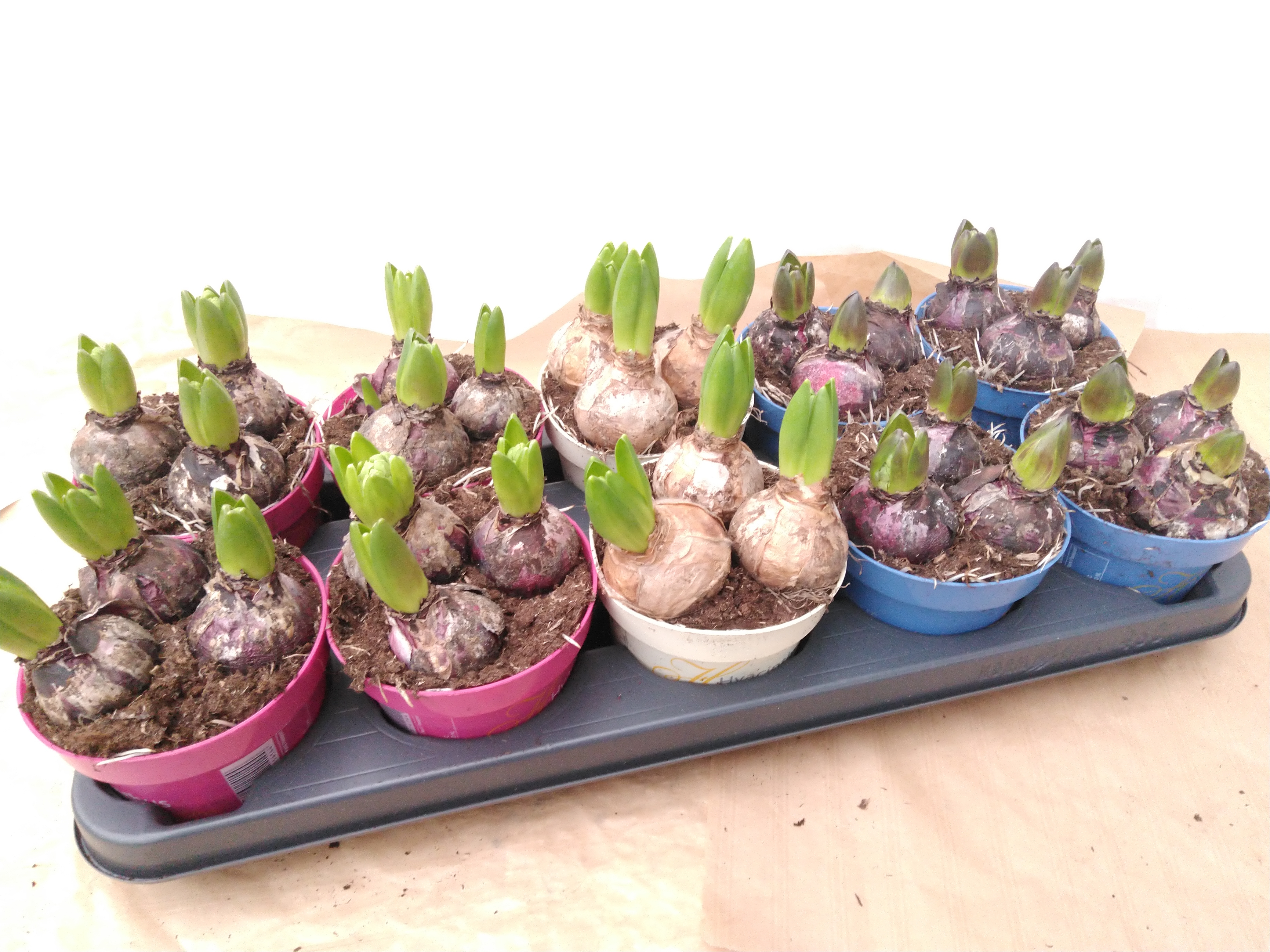 Hyacinthus orie. mix  3 pp - PROMO