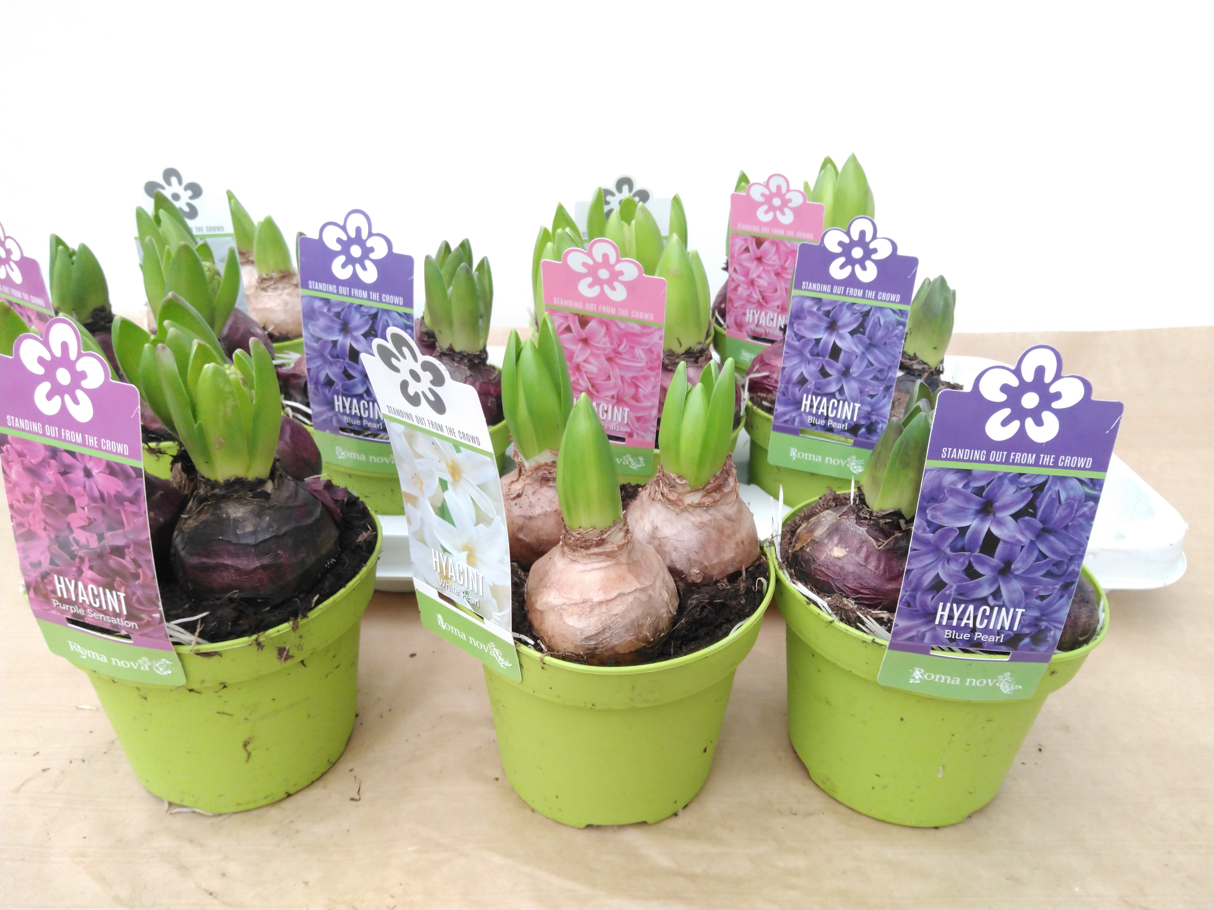 Hyacinthus orie. 'Pearl'