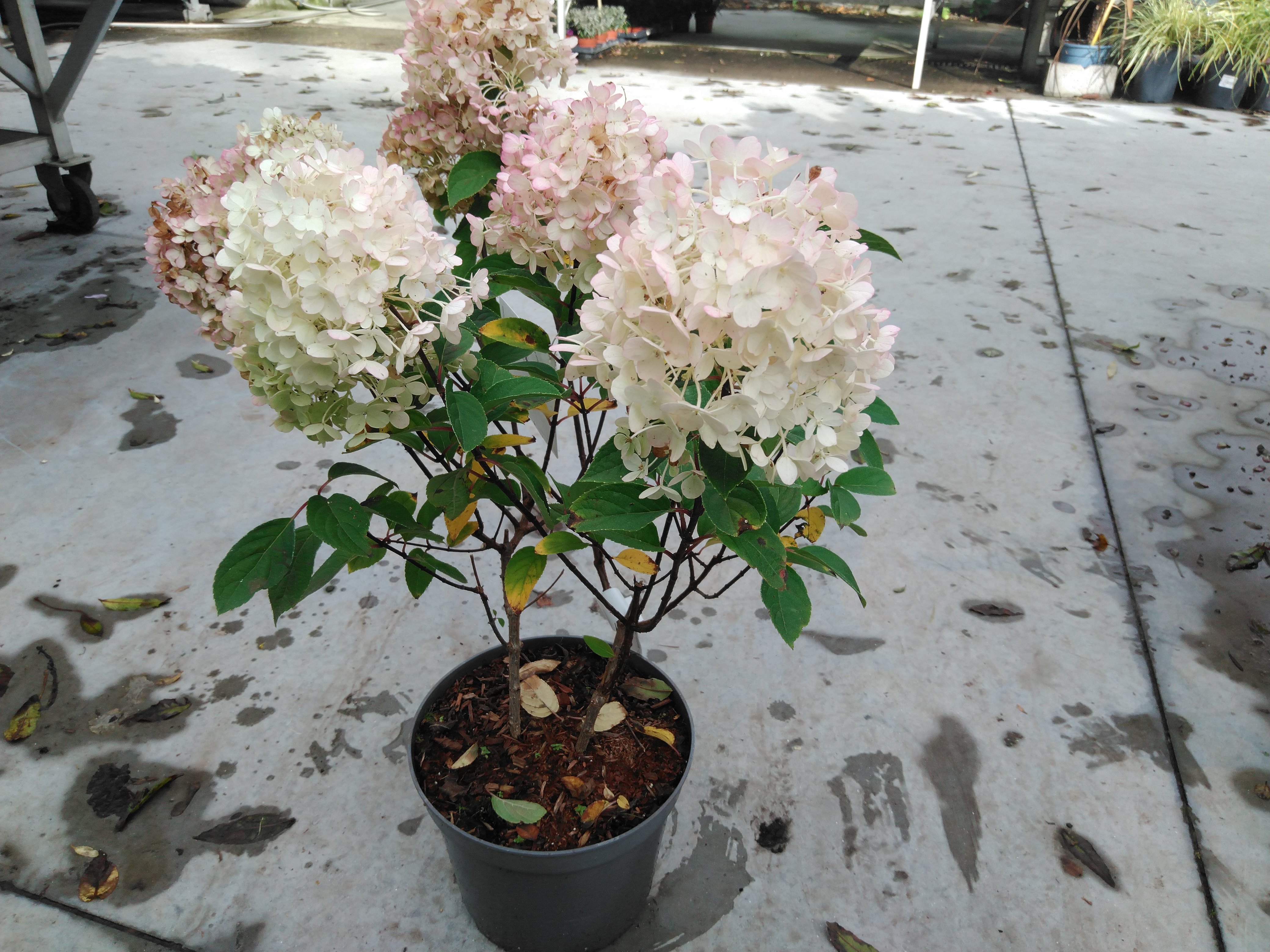 Hydrangea pan. 'Bobo'