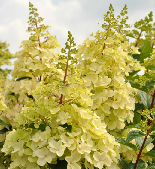 Hydrangea pan. 'Candlelight' ®