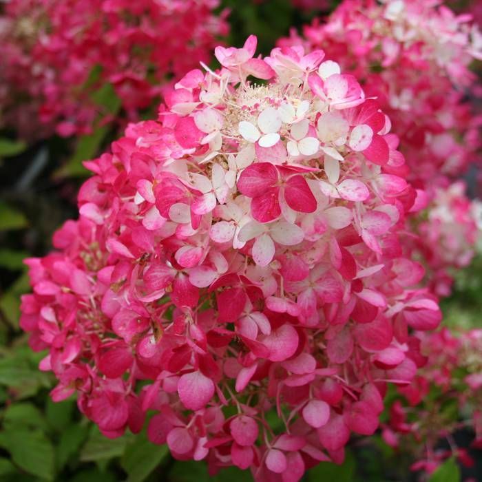 Hydrangea pan. 'Diamond Rouge' Hydrangea pan. 'Diamond Rouge'