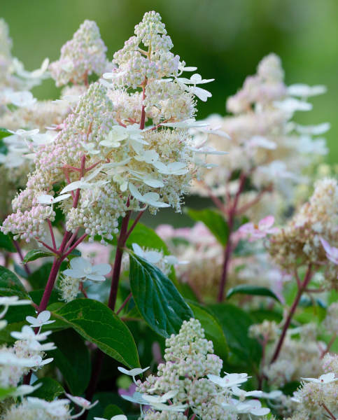 Hydrangea pan. 'Early Harry'