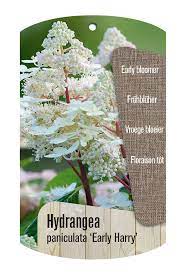 Hydrangea pan. 'Early Harry' F
