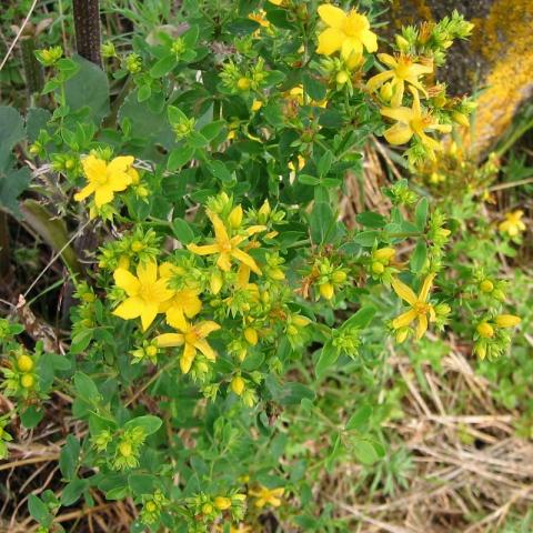 Hypericum perforatum Hypericum perforatum
