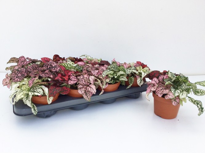 Hypoestes phyllo. MIX Hypoestes phyllo. MIX