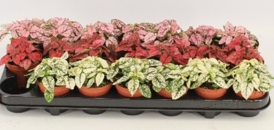 Hypoestes phyllo. MIX