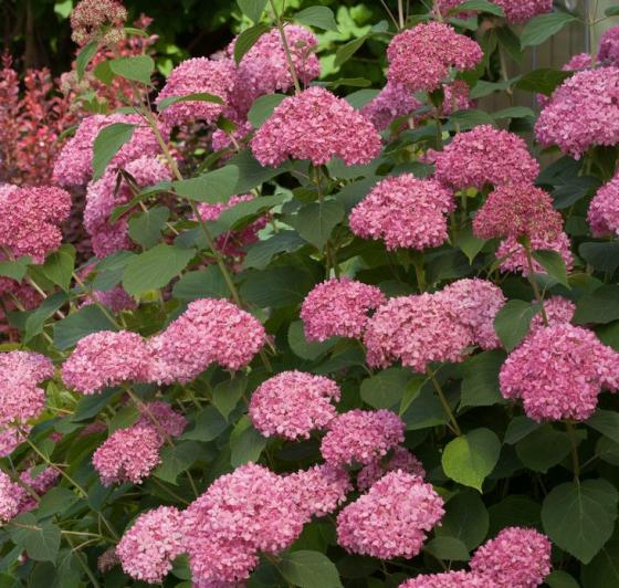 Hydrangea 'Pink Annabelle'®