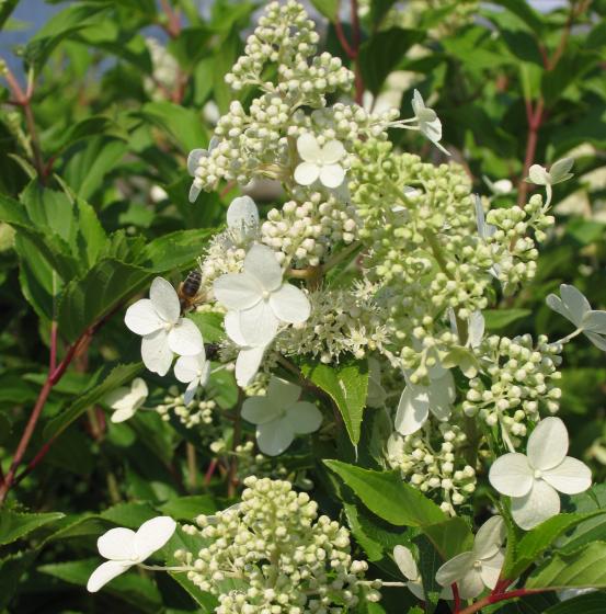Hydrangea pan. 'Kyushu'