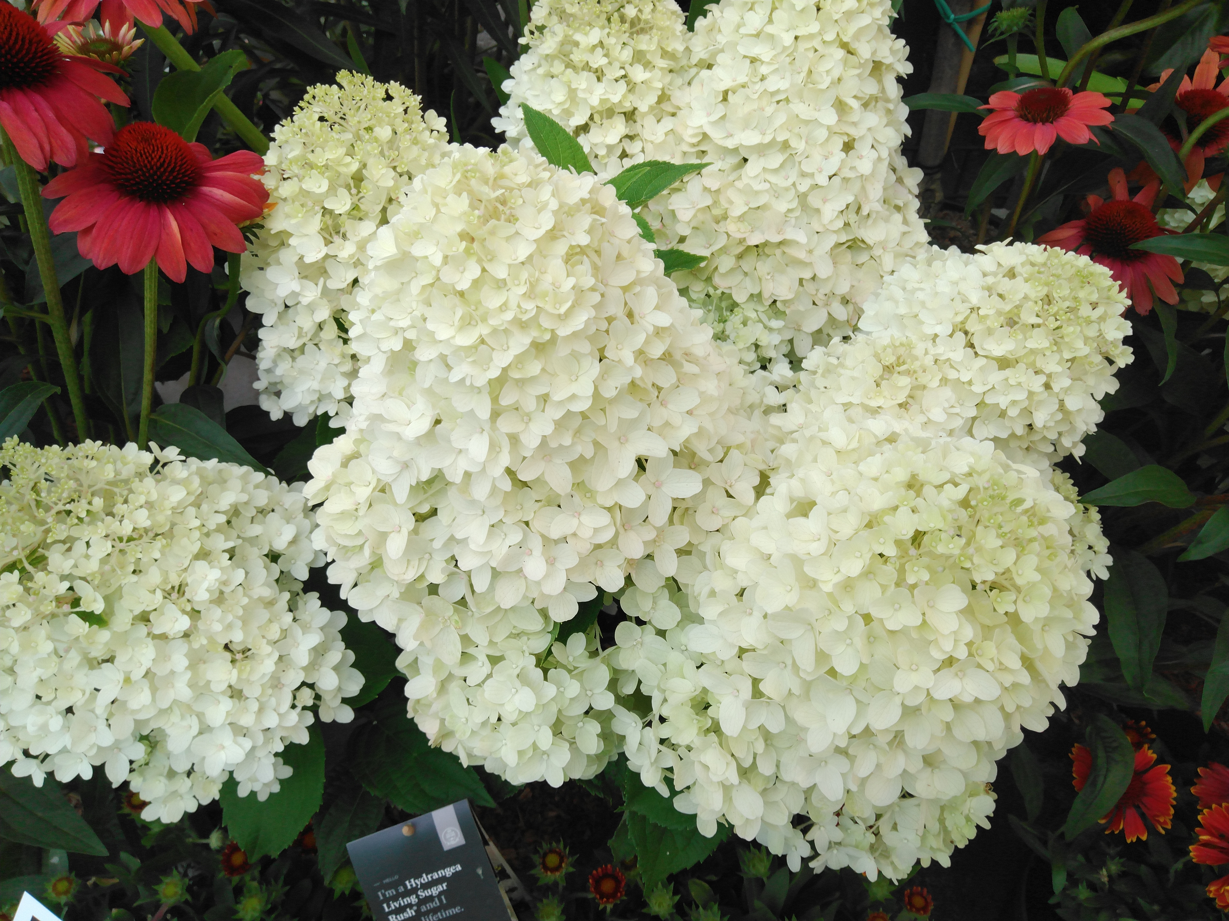 Hydrangea pan. 'Li. Creations' mix