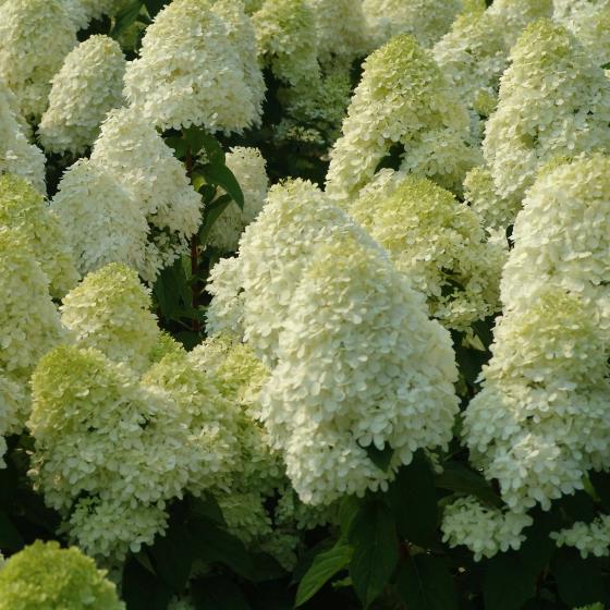 Hydrangea pan. 'Limelight' ® Hydrangea pan. 'Limelight' ®