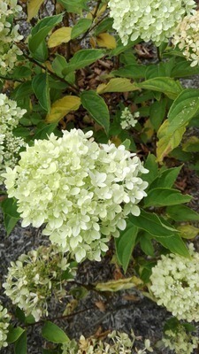Hydrangea pan. 'Little Lime'®