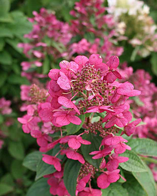 Hydrangea pan. 'Magical Fire'