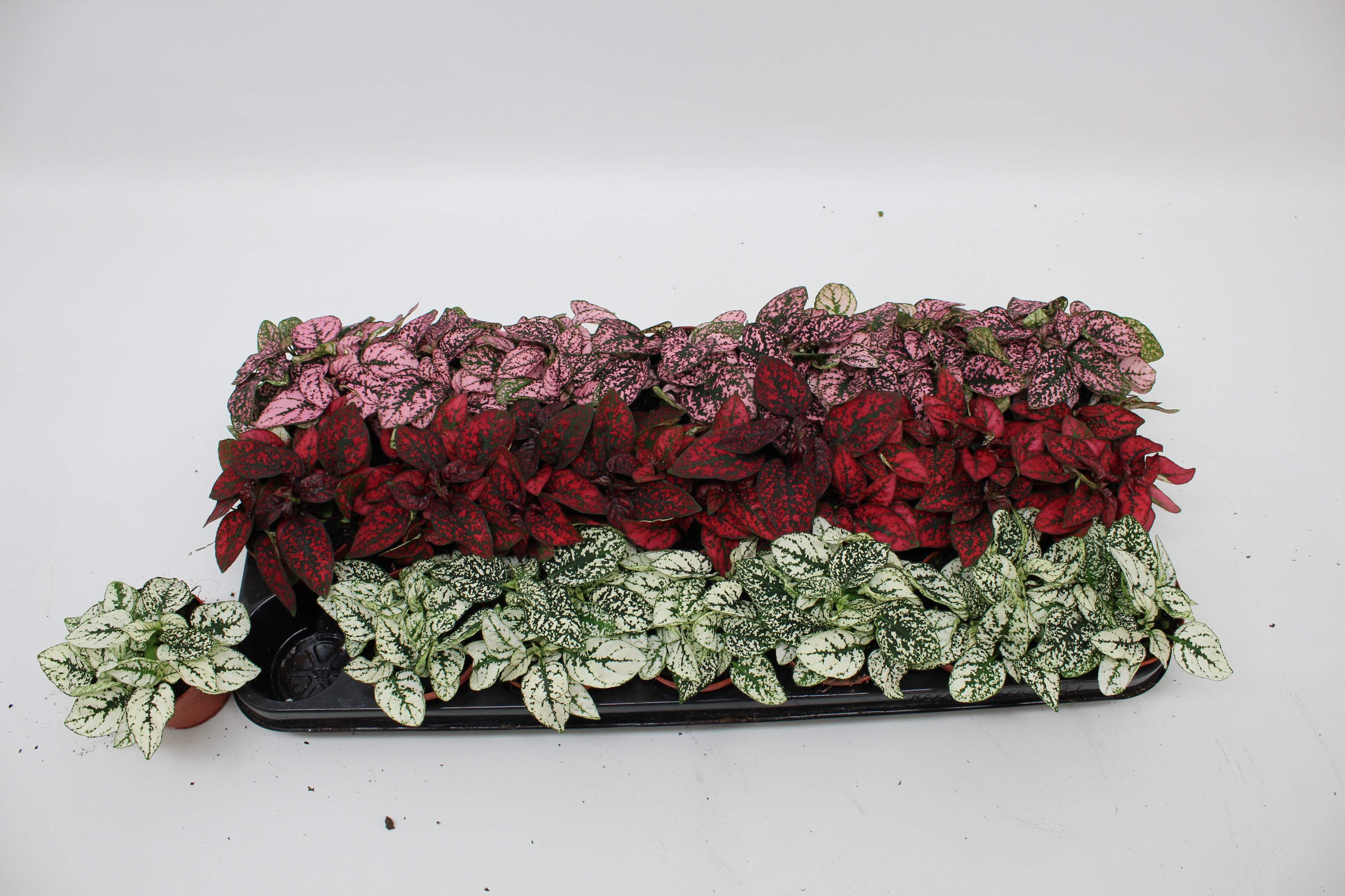 Hypoestes phyllo. ...mix