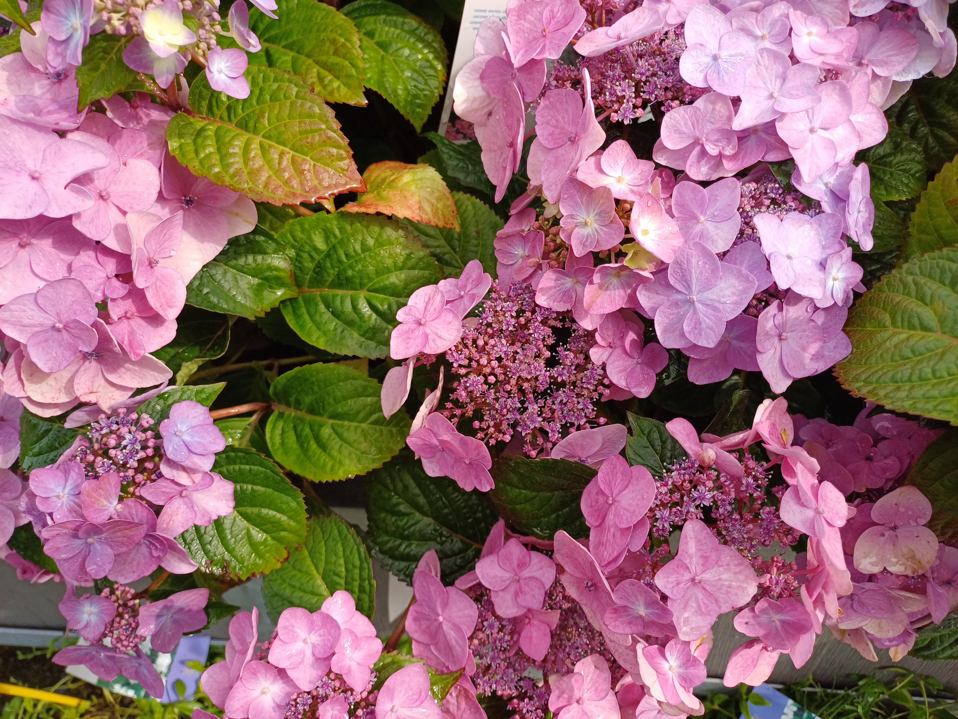 Hydrangea E.S. 'Pop Star'® Pink