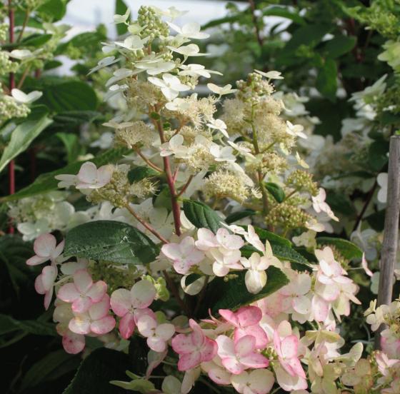 Hydrangea pan. 'Pinklight'