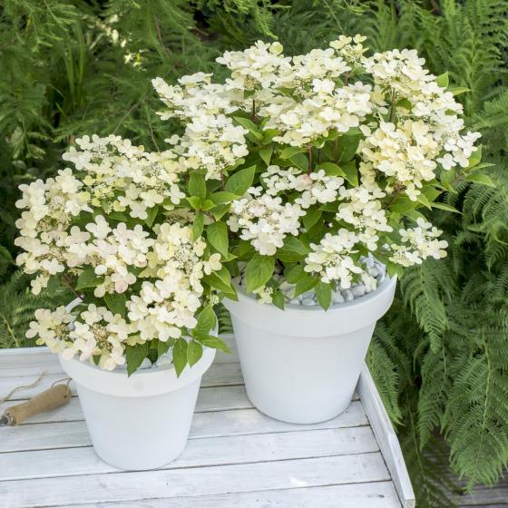 Hydrangea pan. 'Switch Ophelia'® Hydrangea pan. 'Switch Ophelia'®