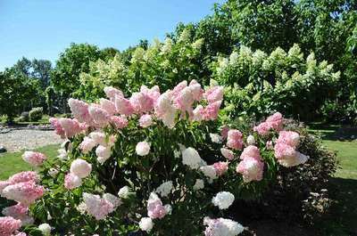 Hydrangea pan. 'Vanilla Fraise' ®