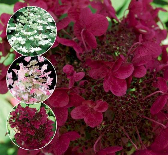 Hydrangea pan. 'Wim's Red' Hydrangea pan. 'Wim's Red'