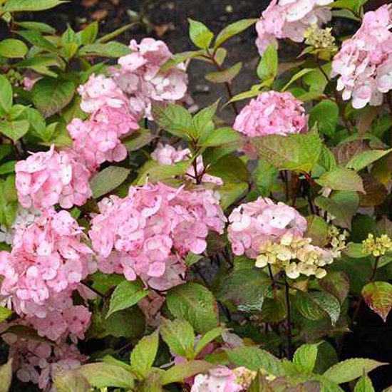 Hydrangea serrata 'Preziosa' Hydrangea serrata 'Preziosa'