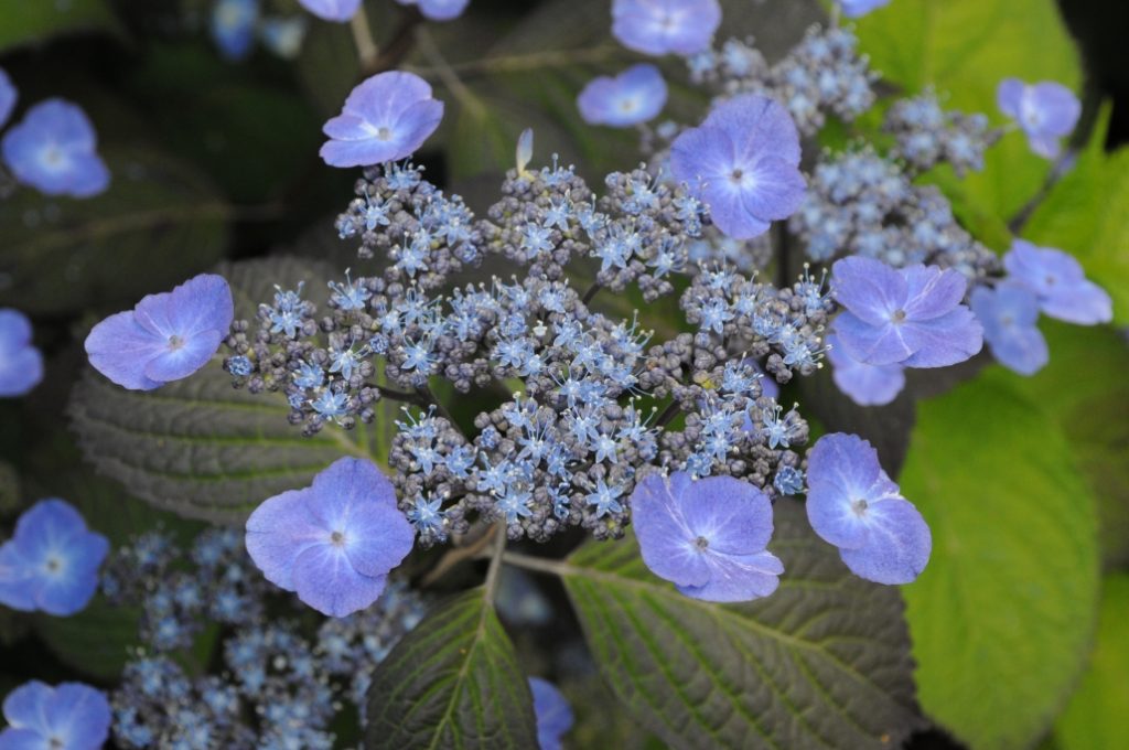 Hydrangea serr. 'Summer Glow' ®