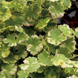 Hydrocotyle sib. ' Variegata' Hydrocotyle sib. ' Variegata'
