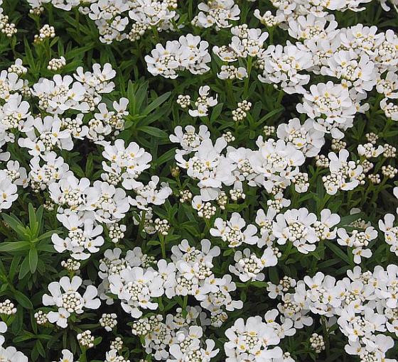 Iberis sempervirens Snowcone