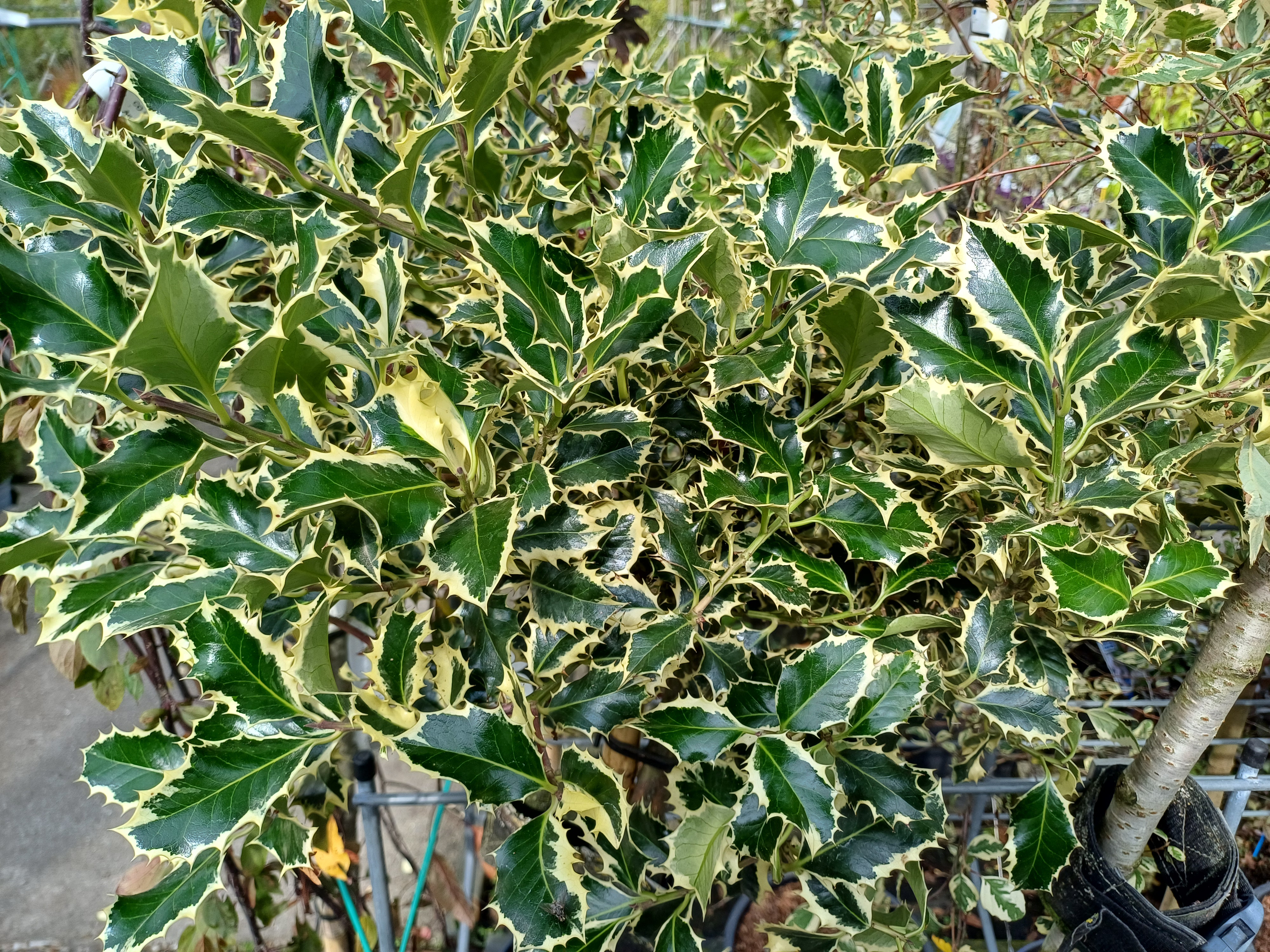 Ilex aq. 'Argentea Marginata'