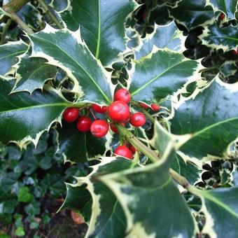 Ilex aquif. 'Madame Briot' Ilex aquif. 'Madame Briot'