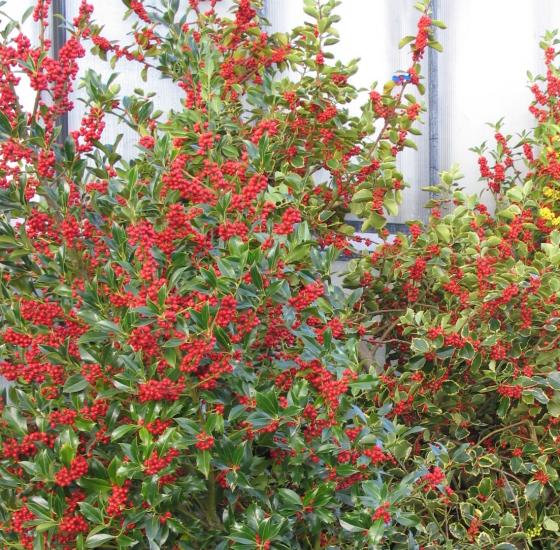Ilex aq. 'J.C. van Tol' Ilex aq. 'J.C. van Tol'