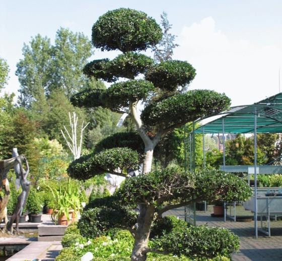 Ilex crenata 'Bonsai' Ilex crenata 'Bonsai'