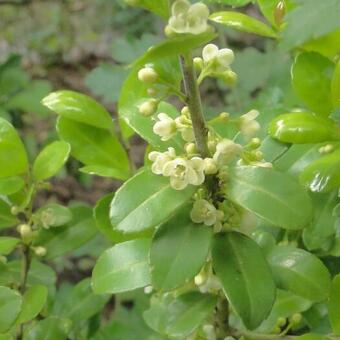 Ilex crenata 'Caroline Upright' Ilex crenata 'Caroline Upright'