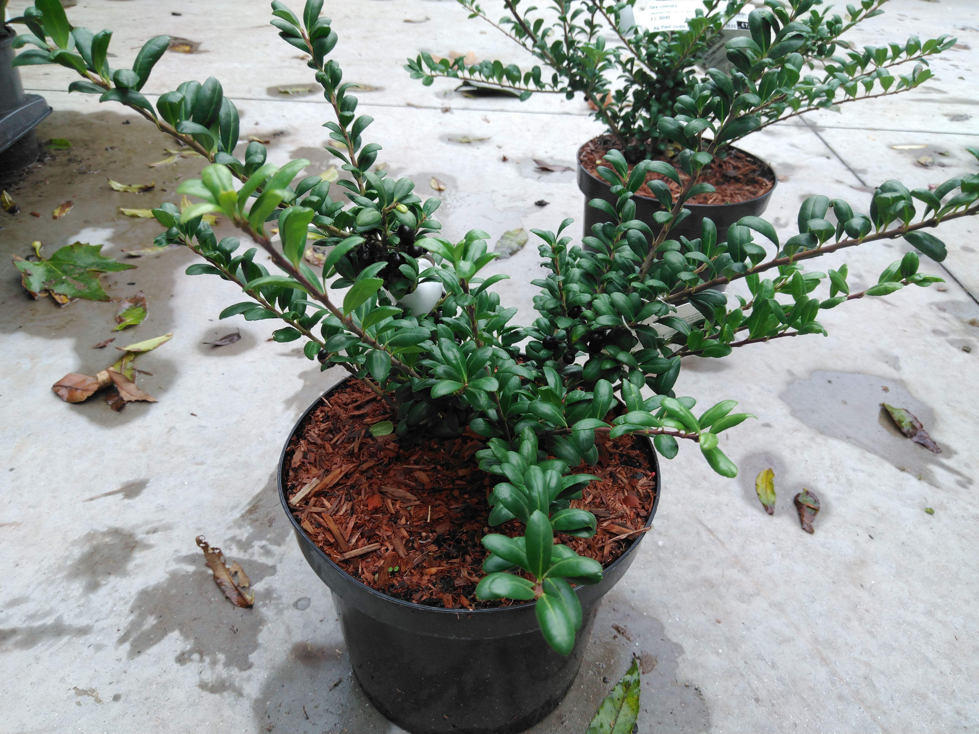 Ilex crenata