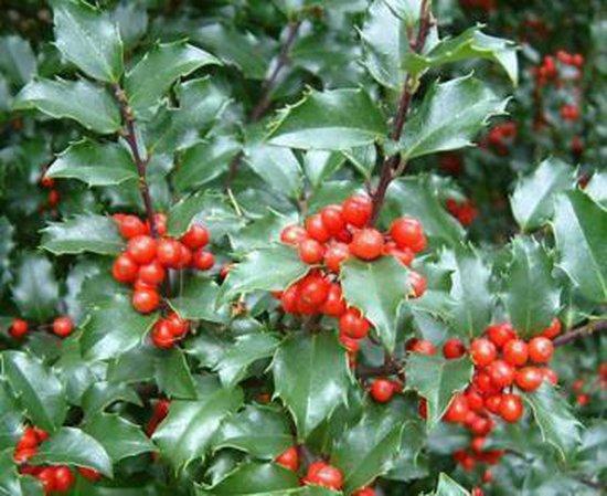 Ilex meserveae 'Blue Princess'