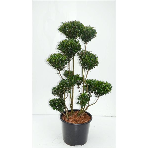 Ilex max. 'Impala' ®  Bonsai