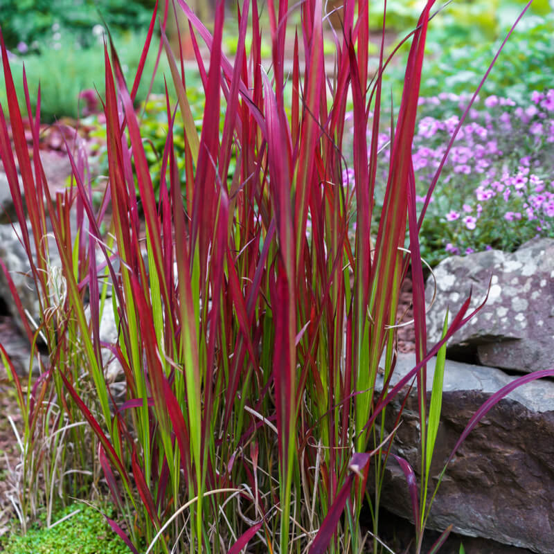 Imperata cylindrica 'Red Baron'