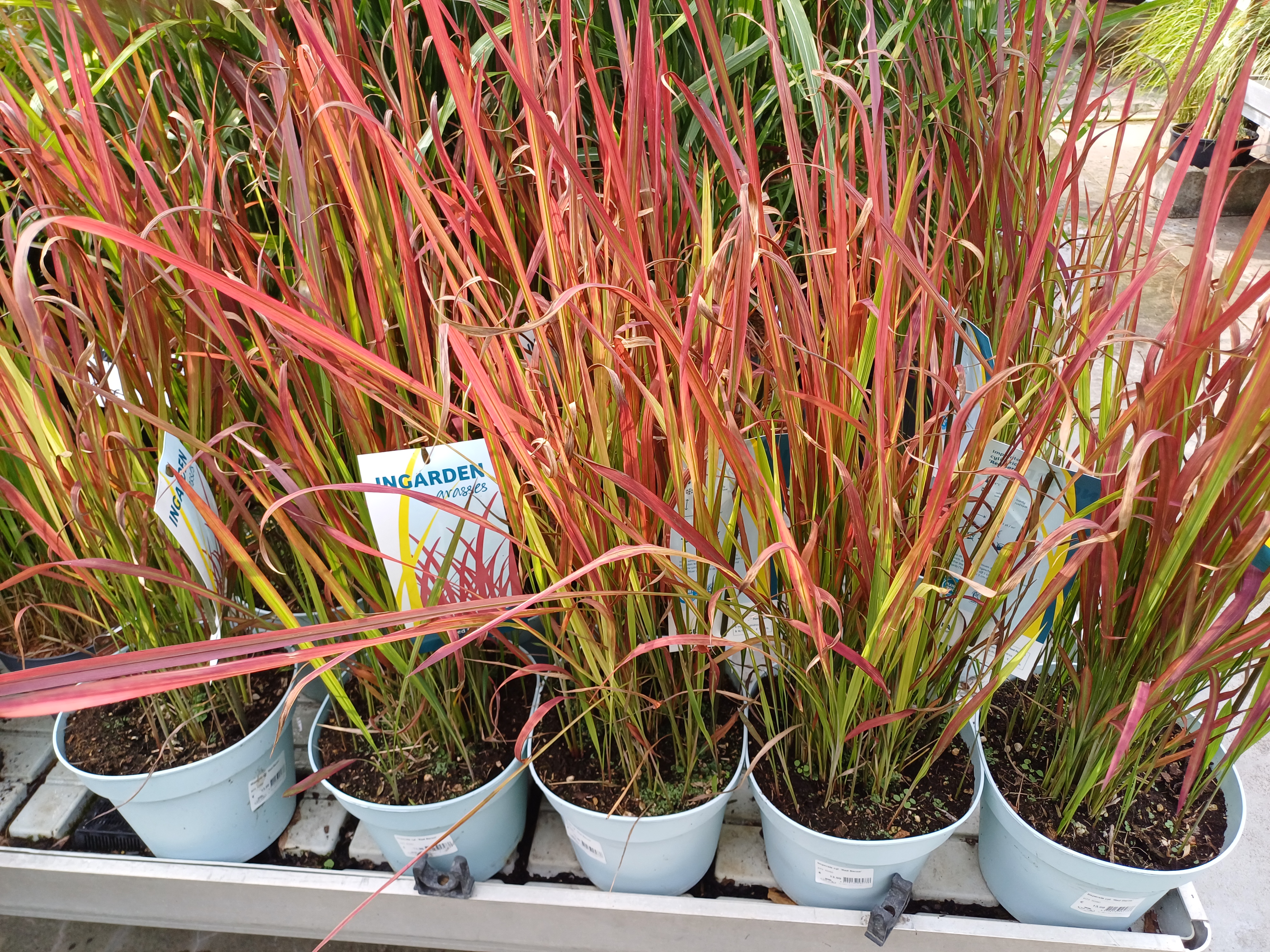 Imperata cylindrica 'Red Baron'