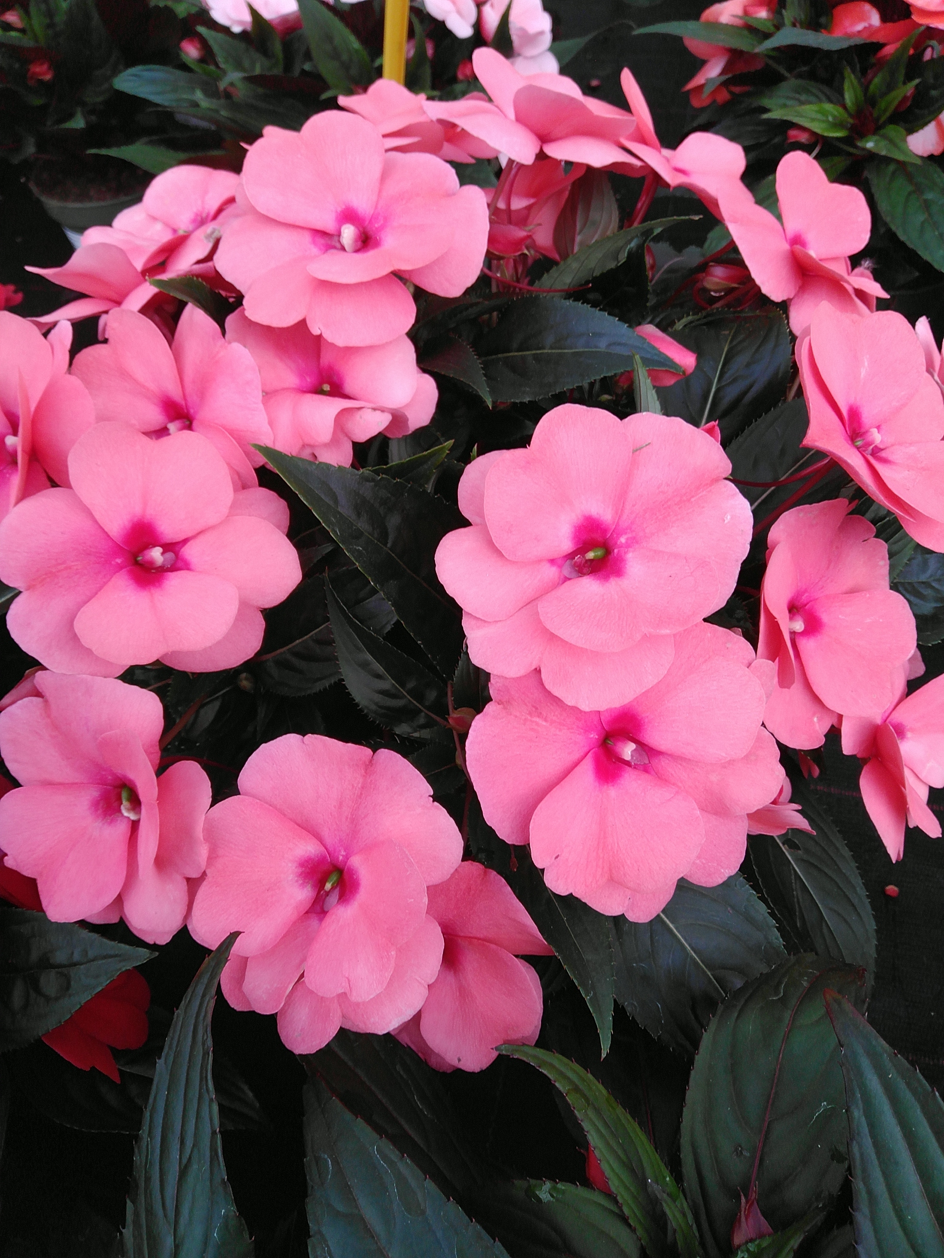 Impatiens'New Guinea' in kleuren