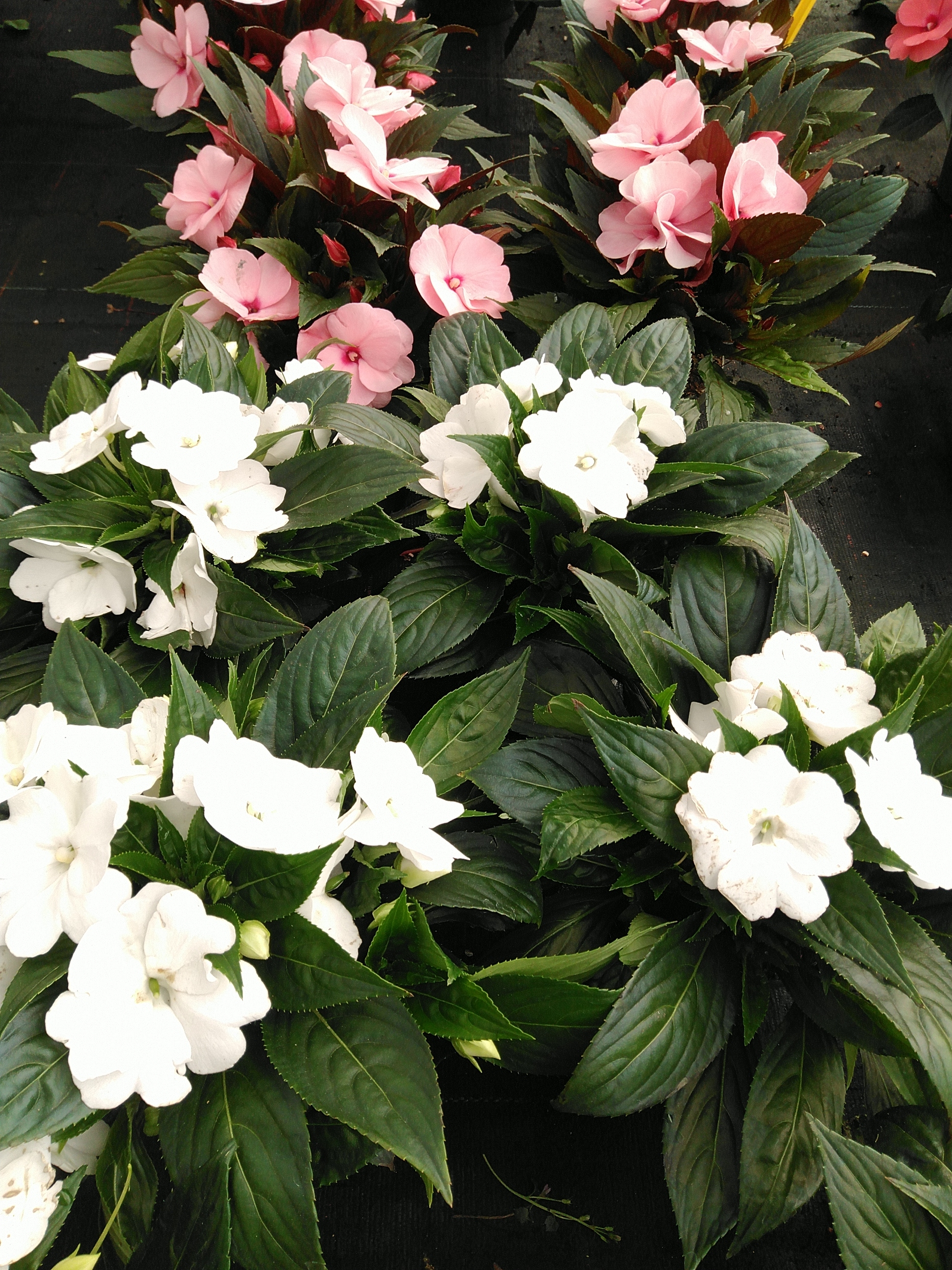Impatiens'New Guinea' in kleuren