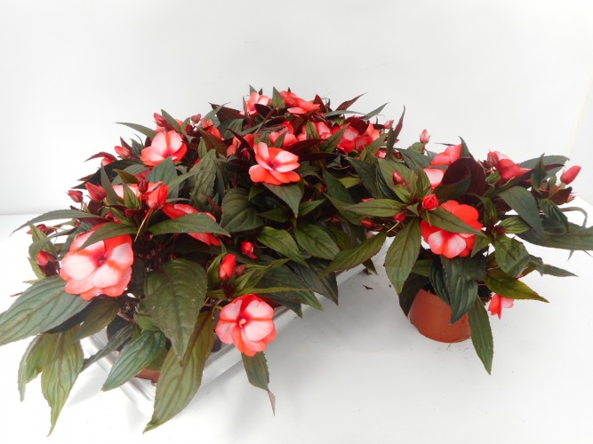 Impatiens NG 'Tamarinda Red Bicol' Rood-wit