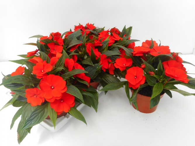 Impatiens NG 'Tamarinda Orange' Oranje