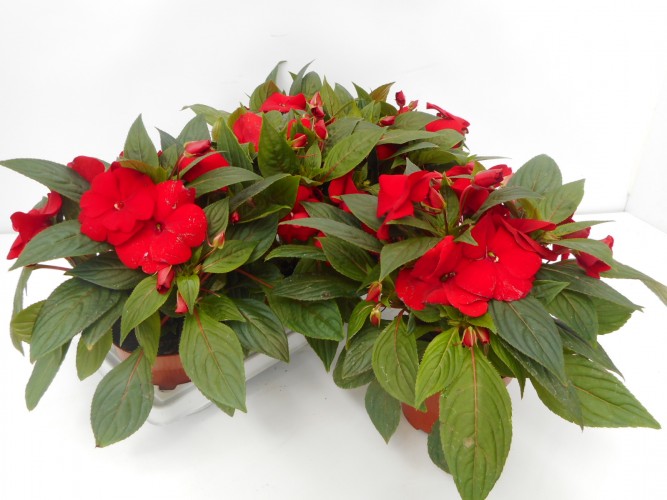 Impatiens NG 'Tamarinda Dark Red' Rood