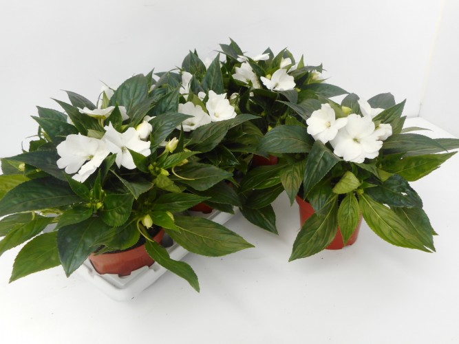 Impatiens NG 'Tamarinda White' Wit